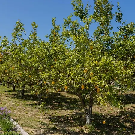 Lemon Tree *