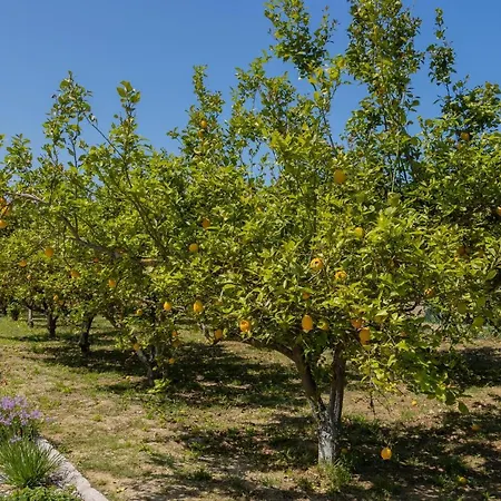 Lemon Tree *